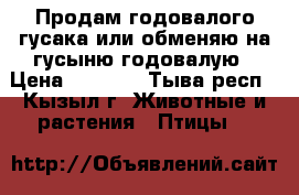 Продам годовалого гусака или обменяю на гусыню годовалую › Цена ­ 2 500 - Тыва респ., Кызыл г. Животные и растения » Птицы   